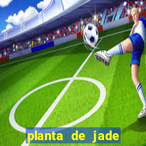 planta de jade significado espiritual